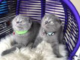 Scottish Fold Blue Yavrular