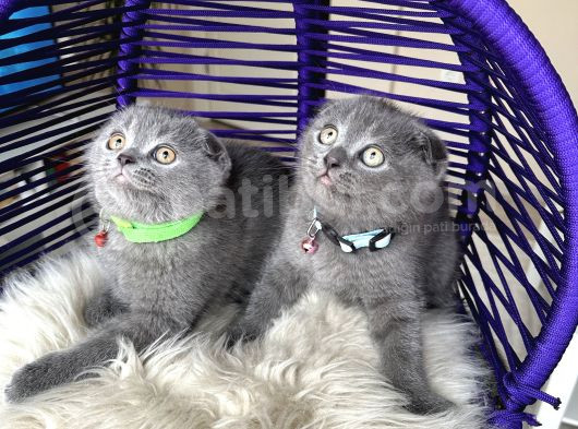 Scottish Fold Blue Yavrular görsel