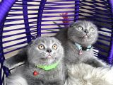 Scottish Fold Blue Yavrular