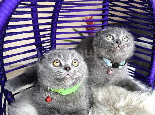 Scottish Fold Blue Yavrular görsel