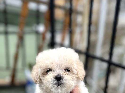 Uygun Morkie Yavrular  görsel