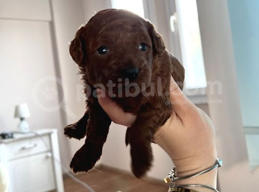 Toypoodle Kore Çiftleşmesinden Yavrularım görsel