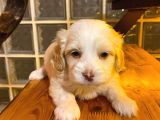 topaç gibi maltipoo bebeğimiz