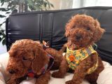 En Sevimli Toy Poodle Yavrularımız