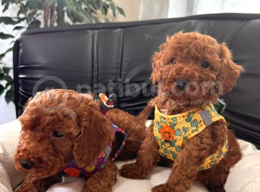 En Sevimli Toy Poodle Yavrularımız görsel