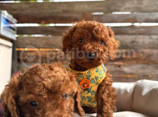 En Sevimli Toy Poodle Yavrularımız görsel