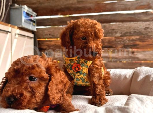 En Sevimli Toy Poodle Yavrularımız görsel