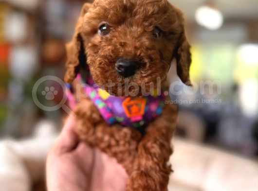 En Sevimli Toy Poodle Yavrularımız görsel