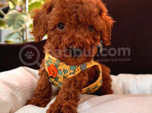 En Sevimli Toy Poodle Yavrularımız