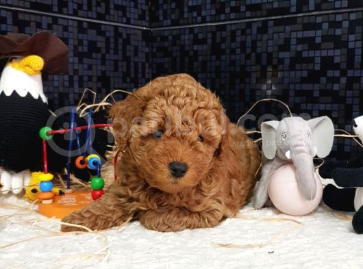 Evimizin Toypoodle Neşeleri görsel