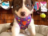 Mükemmel Gözleriyle Kızıl Border Collie