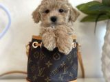 HARİKA MALTİPOO YAVRULARI