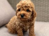 Renk Renk Toy Poodle Yavrular