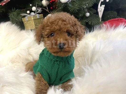 Irk Garanti̇li̇ Toy Poodle