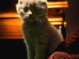 Show Class Scottish Fold Yavrumuz