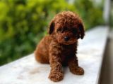 Petmode Köpek Çifrliğinden Redbrown Kore Tea Cup Poodle