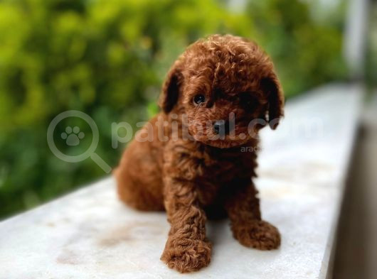 Petmode Köpek Çifrliğinden Redbrown Kore Tea Cup Poodle görsel