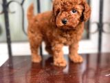 Petmode Köpek Çifrliğinden Redbrown Kore Tea Cup Poodle