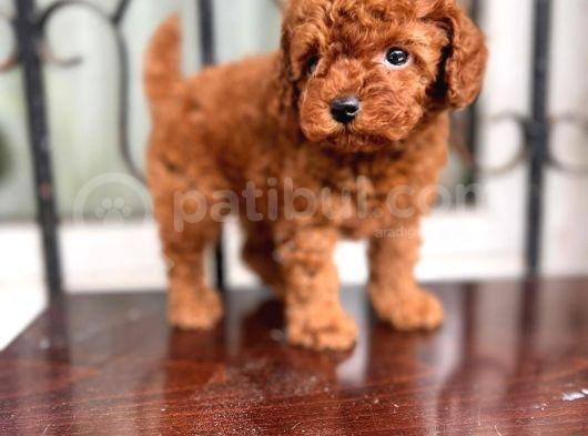 Petmode Köpek Çifrliğinden Redbrown Kore Tea Cup Poodle görsel
