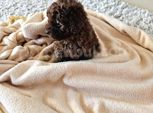 Korekan Toy Poodle Yavrular görsel