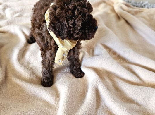 Korekan Toy Poodle Yavrular