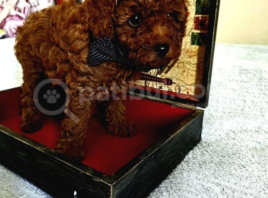 Korekan Toy Poodle Yavrular görsel