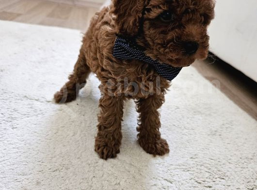 Korekan Toy Poodle Yavrular görsel