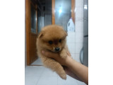 Pomeranian Ev Köpeği Küçük Lina