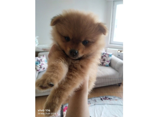 Pomeranian Ev Köpeği Küçük Lina