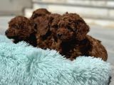 Petmode Köpek Çifrliğinden Redbrown Kore Tea Cup Poodle