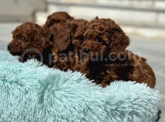 Petmode Köpek Çifrliğinden Redbrown Kore Tea Cup Poodle görsel
