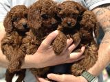 Petmode Köpek Çifrliğinden Redbrown Kore Tea Cup Poodle