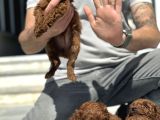 Petmode Köpek Çifrliğinden Redbrown Kore Tea Cup Poodle