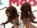 Petmode Köpek Çifrliğinden Redbrown Kore Tea Cup Poodle