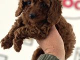 Petmode Köpek Çifrliğinden Redbrown Kore Tea Cup Poodle