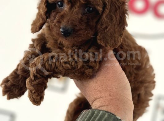 Petmode Köpek Çifrliğinden Redbrown Kore Tea Cup Poodle görsel