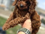 Petmode Köpek Çifrliğinden Redbrown Kore Tea Cup Poodle