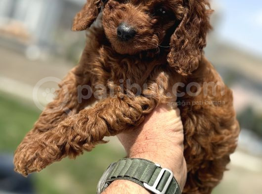 Petmode Köpek Çifrliğinden Redbrown Kore Tea Cup Poodle görsel