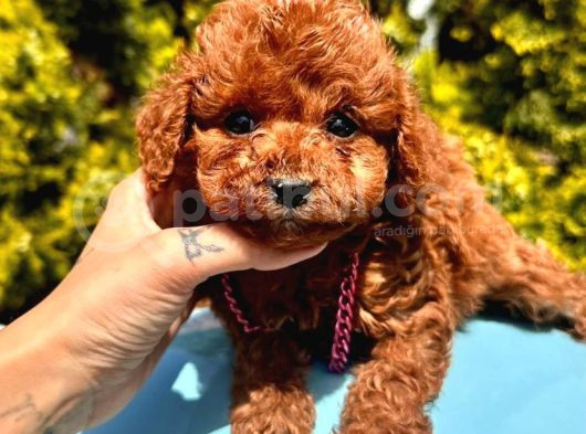 Ori̇ji̇nal Kore Kan Teacup Poodle Bebekler