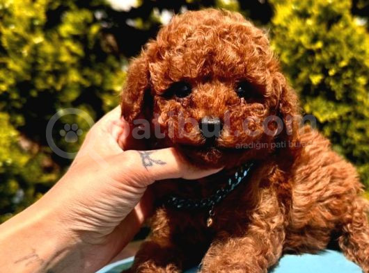 Ori̇ji̇nal Kore Kan Teacup Poodle Bebekler görsel