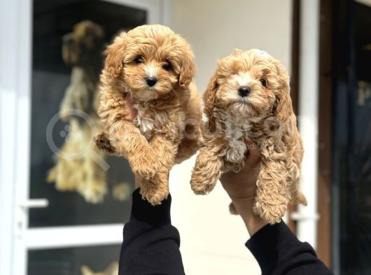 Wc Eğitimli Poodle Ayarında Mini Boy Maltipoo Yavrularımız görsel