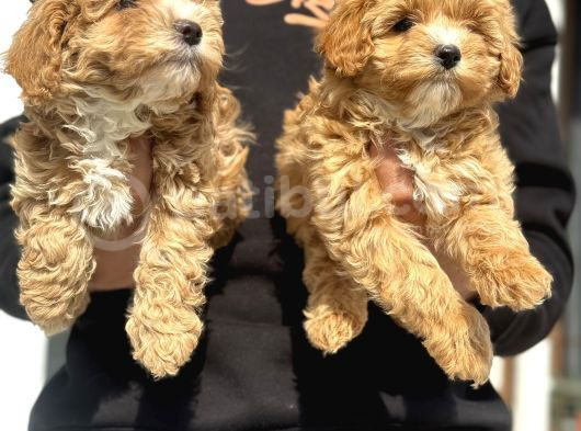 Wc Eğitimli Poodle Ayarında Mini Boy Maltipoo Yavrularımız görsel