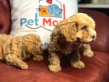 Wc Eğitimli Poodle Ayarında Mini Boy Maltipoo Yavrularımız