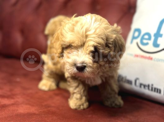 Wc Eğitimli Poodle Ayarında Mini Boy Maltipoo Yavrularımız görsel