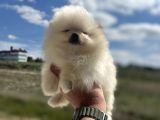 Show Kalite Kore Mini Pomeranian Boo Yavrularımız