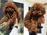 Petmode Köpek Çifrliğinden Redbrown Kore Tea Cup Poodle