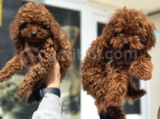 Petmode Köpek Çifrliğinden Redbrown Kore Tea Cup Poodle görsel