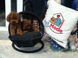Petmode Köpek Çifrliğinden Redbrown Kore Tea Cup poodle