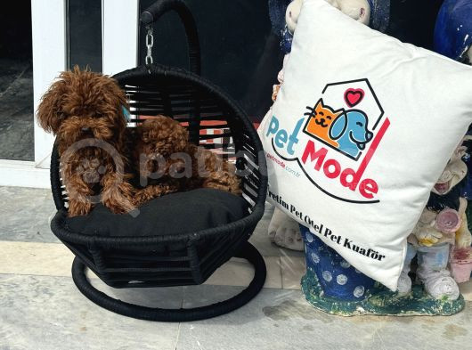Petmode Köpek Çifrliğinden Redbrown Kore Tea Cup Poodle