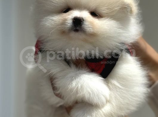 Show Kalite Kore Mini Pomeranian Boo Yavrularımız görsel